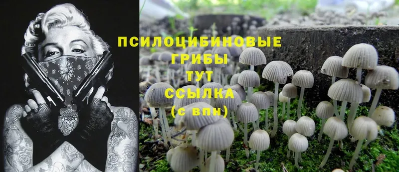 купить наркотики сайты  МЕГА маркетплейс  Псилоцибиновые грибы MAGIC MUSHROOMS  Новое Девяткино 